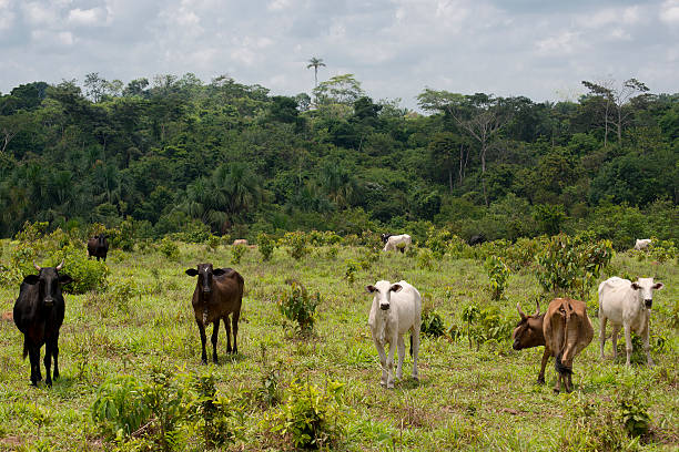 The Amazon Rainforest photo 3