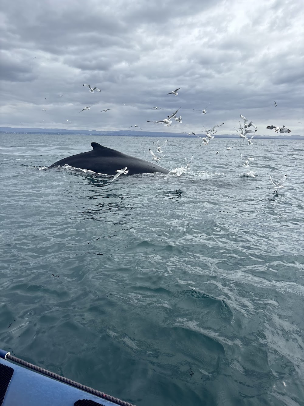 Elding Whale Watching Tours photo 2