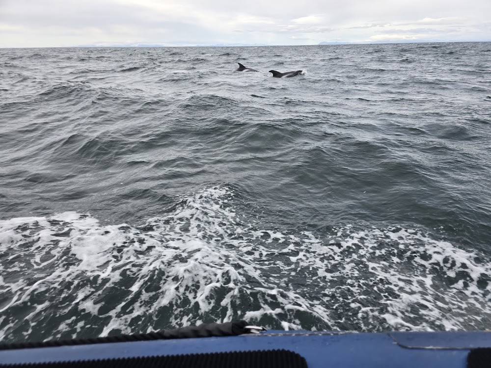Elding Whale Watching Tours photo 3