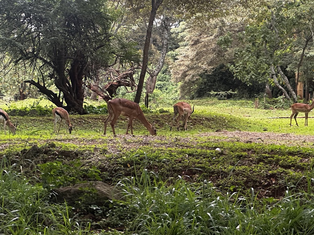 Nairobi Safari Walk photo 3