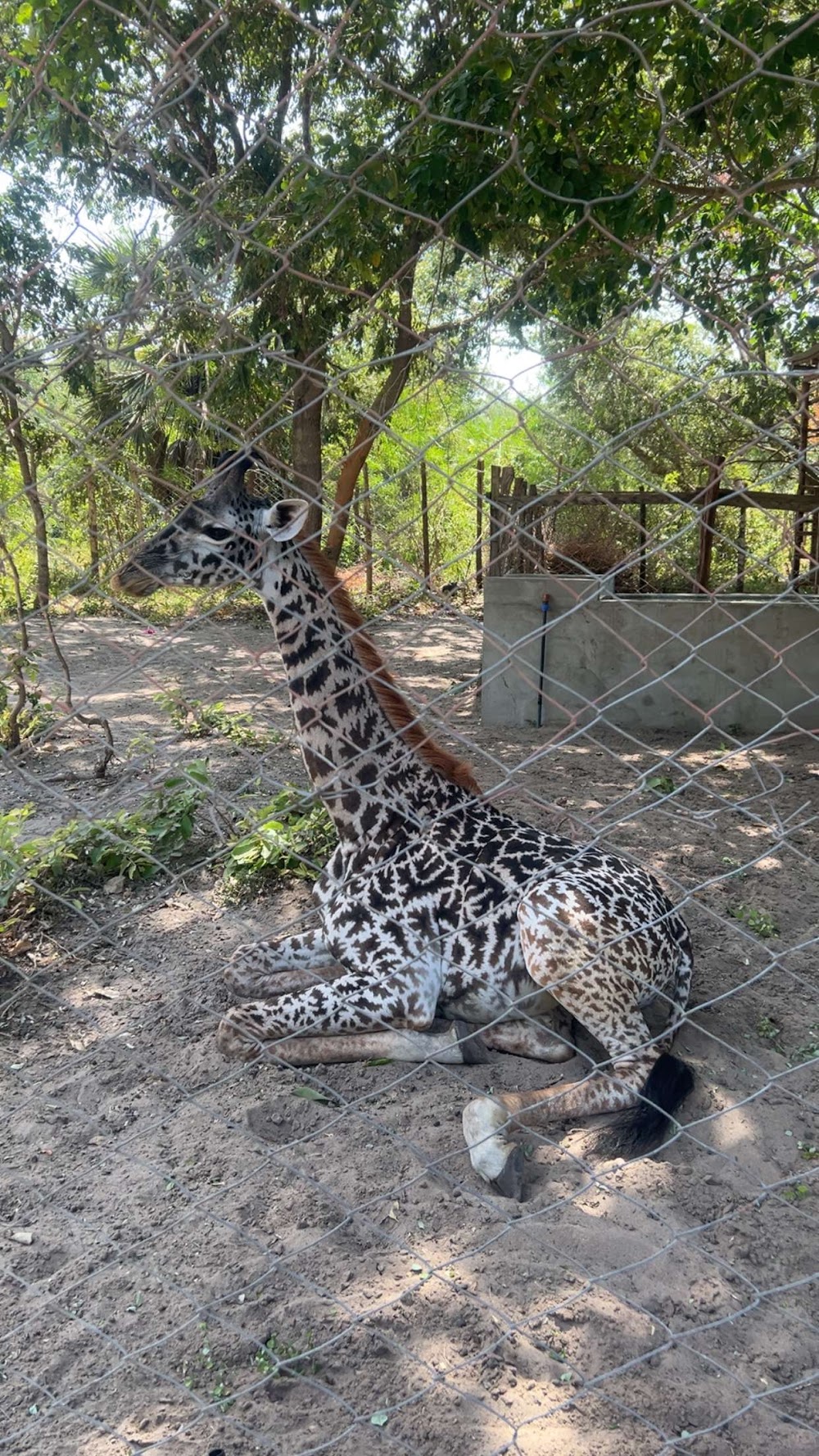 Dar es Salaam Zoo photo 2