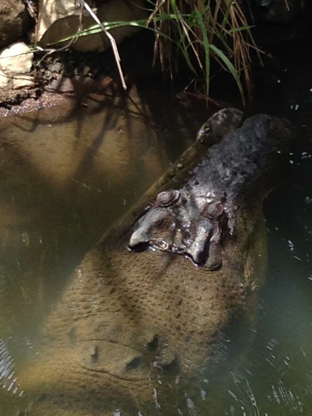 Cairns Tropical Zoo