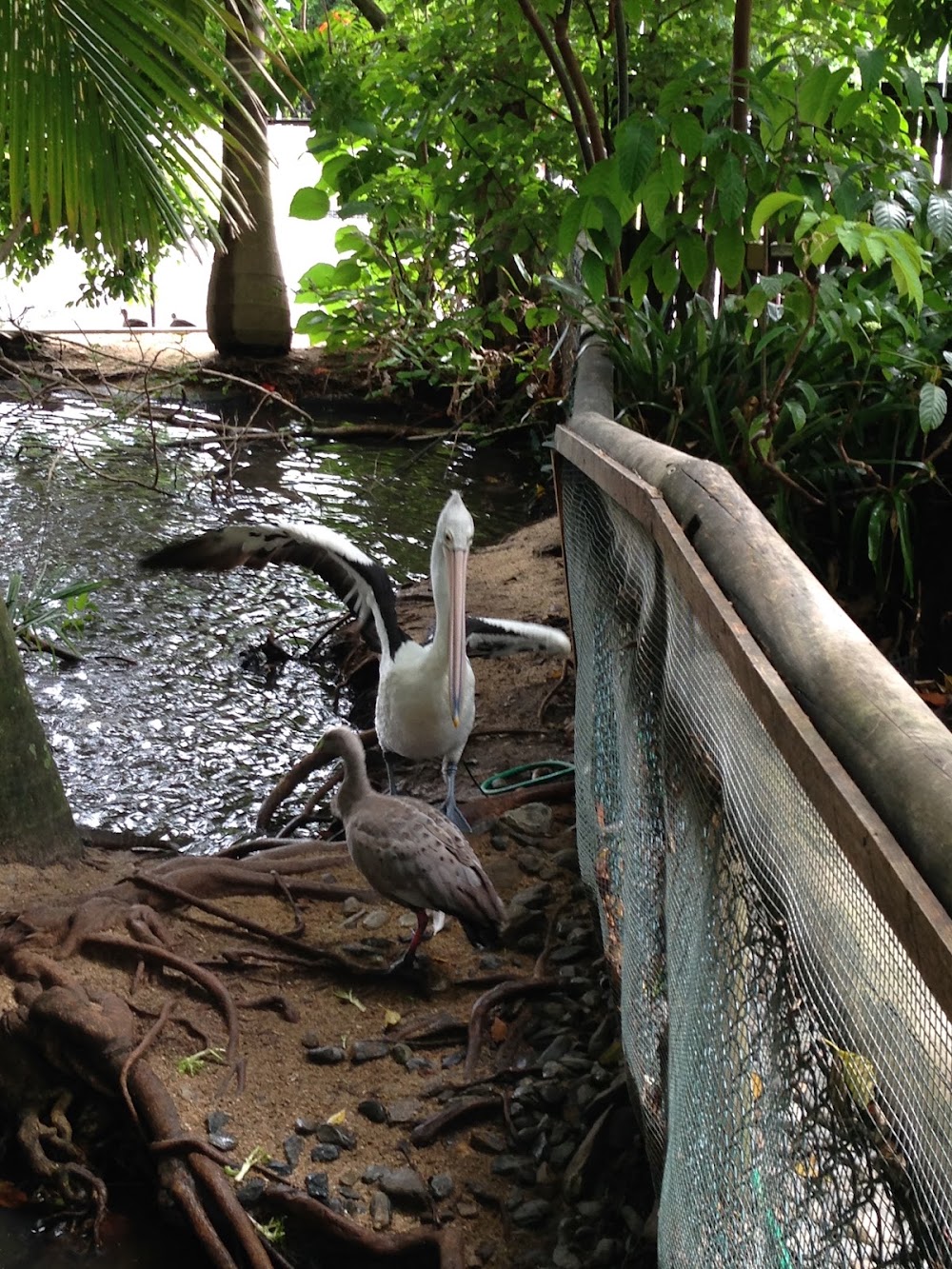 Cairns Tropical Zoo photo 2