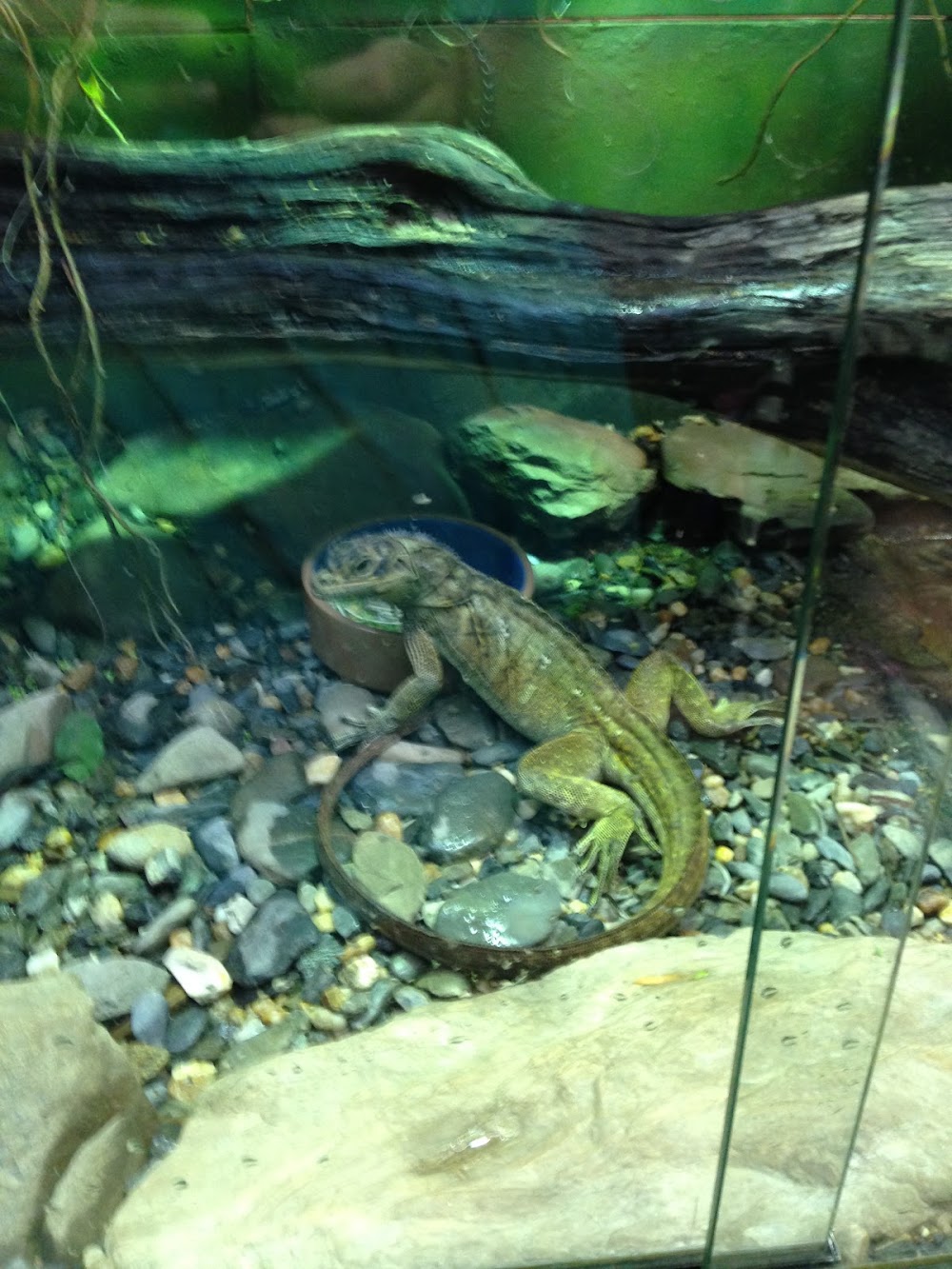 Cairns Tropical Zoo photo 3
