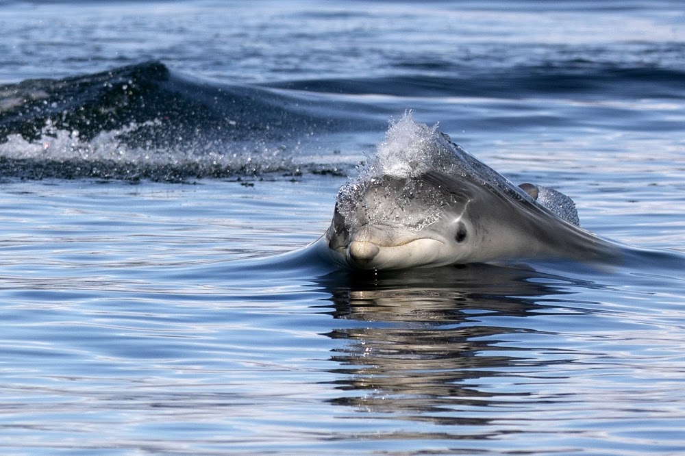 Dolphin Spirit