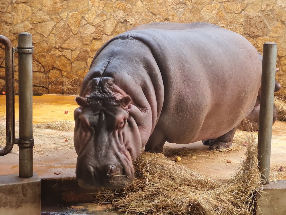 Debrecen Zoo and Amusement Park photo 3