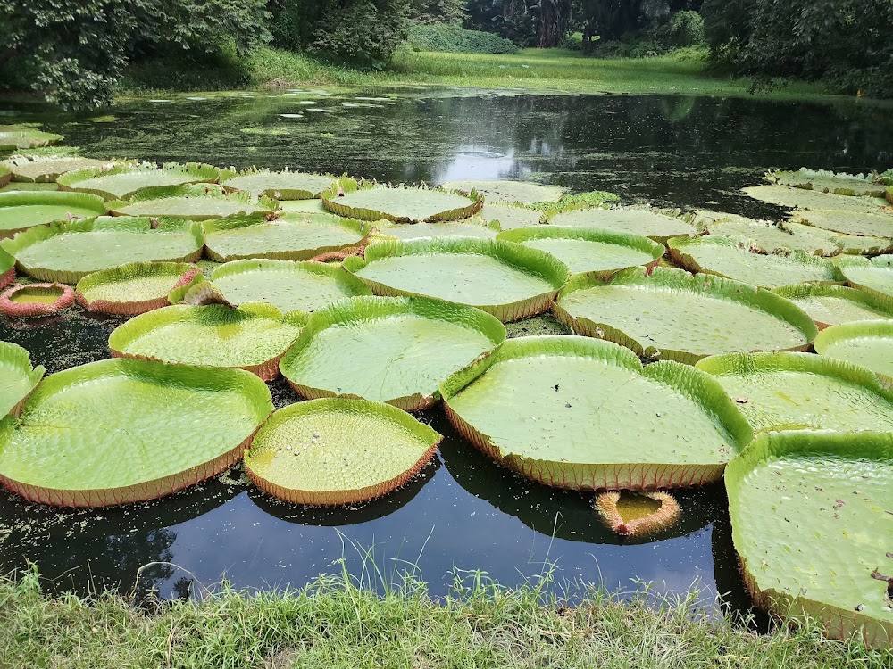 Acharya Jagadish Chandra Bose Indian Botanic Garden photo 2