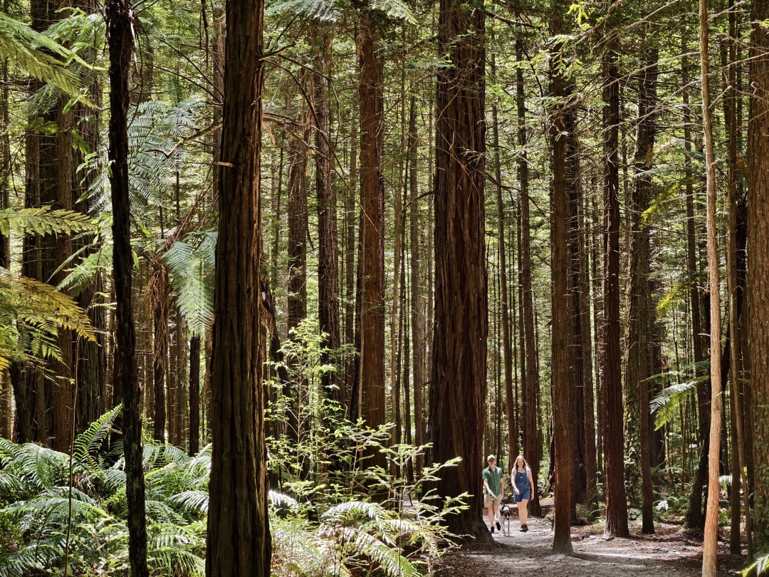 Redwoods – Whakarewarewa Forest