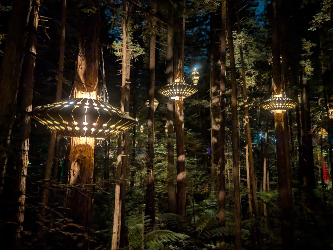 Redwoods – Whakarewarewa Forest photo 2