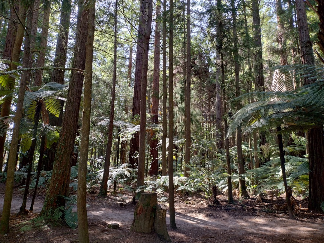 Redwoods – Whakarewarewa Forest photo 3