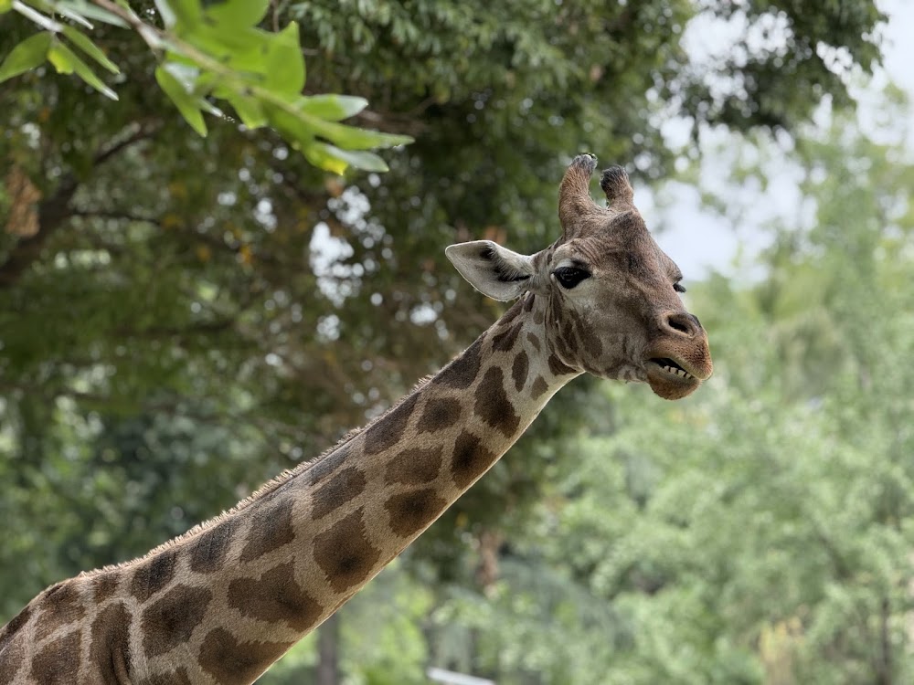 Chengdu Zoo photo 3
