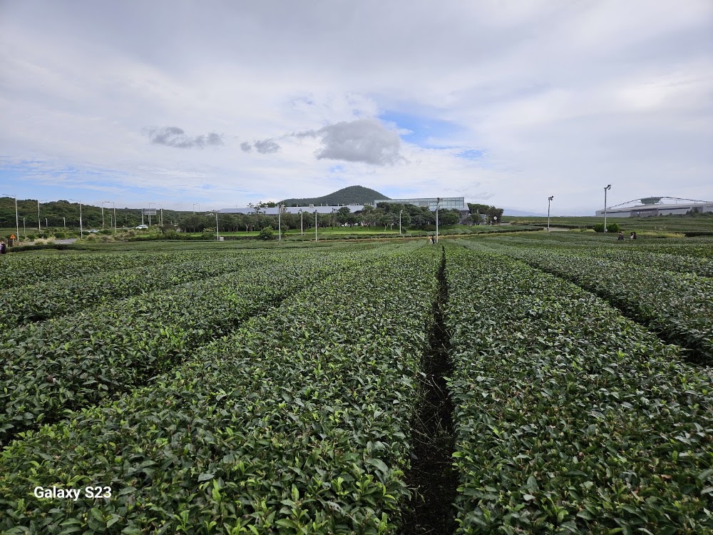 O'Sulloc Tea Museum photo 3