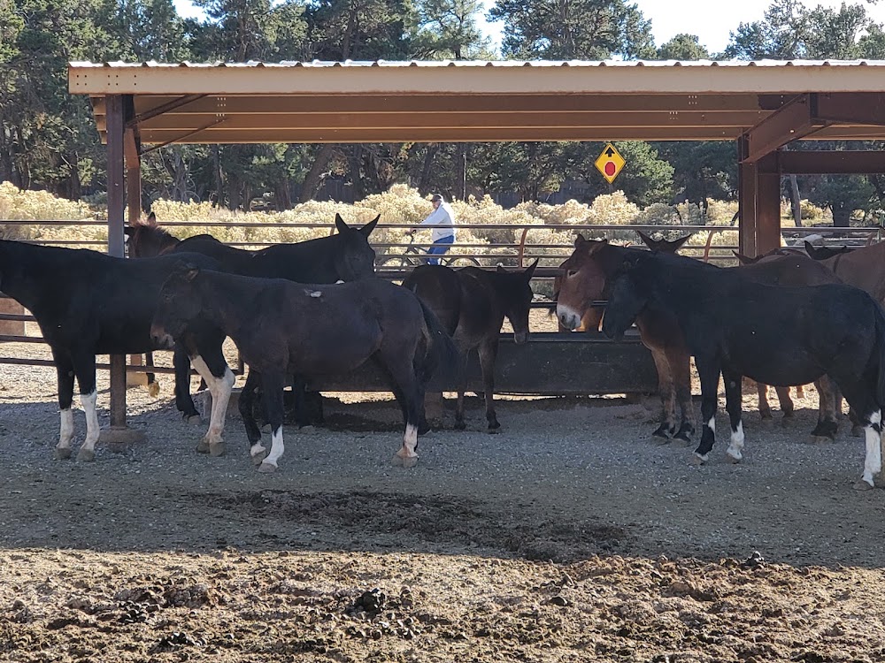 Canyon Vistas Mule Ride