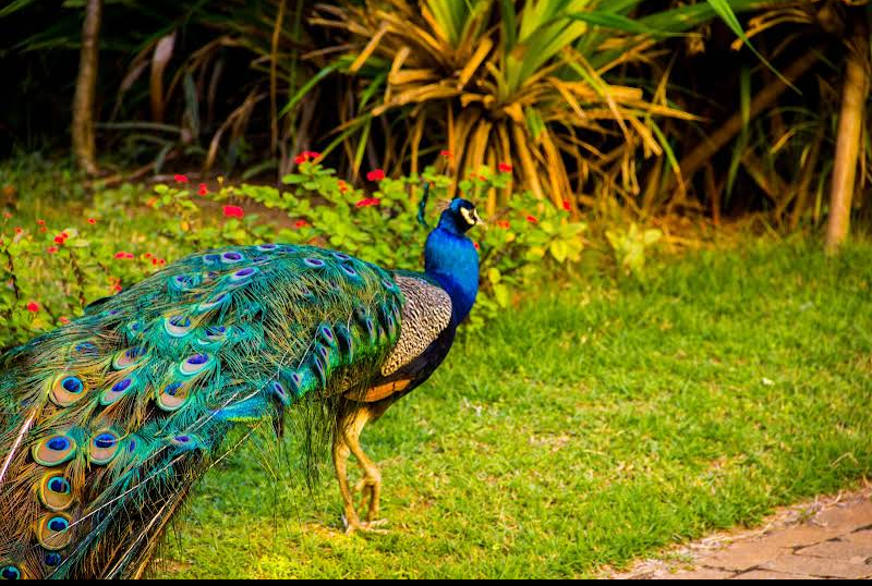 Parque Zoobotânico Getúlio Vargas photo 3