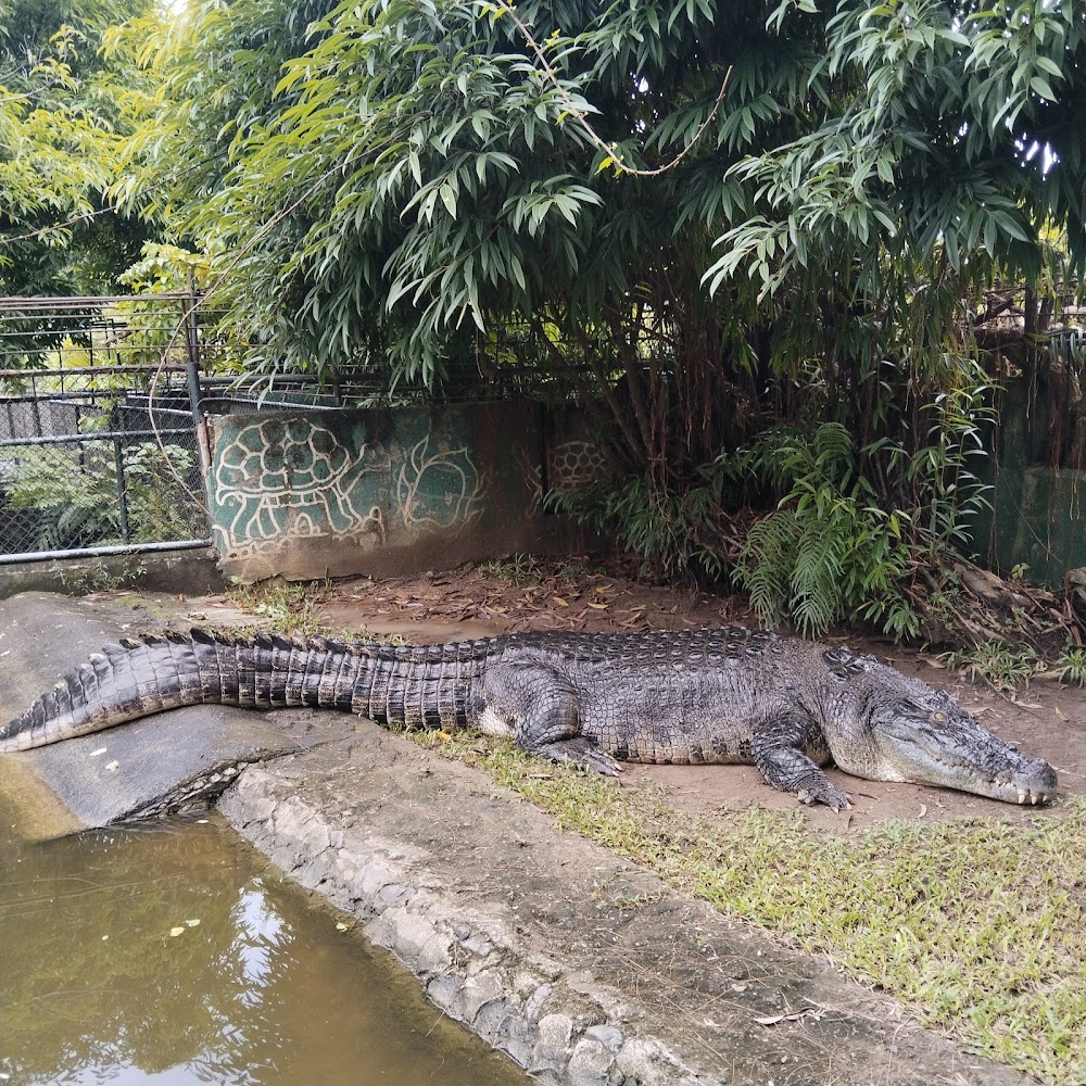 Crocodile Farm