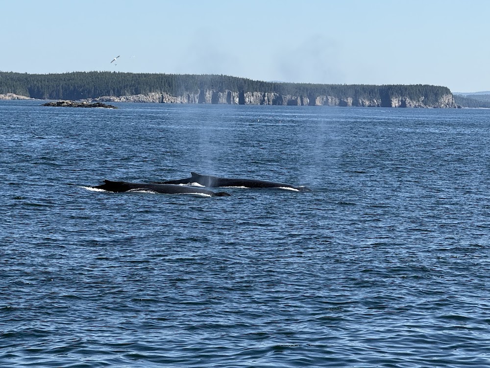 Whale watching tours photo 2