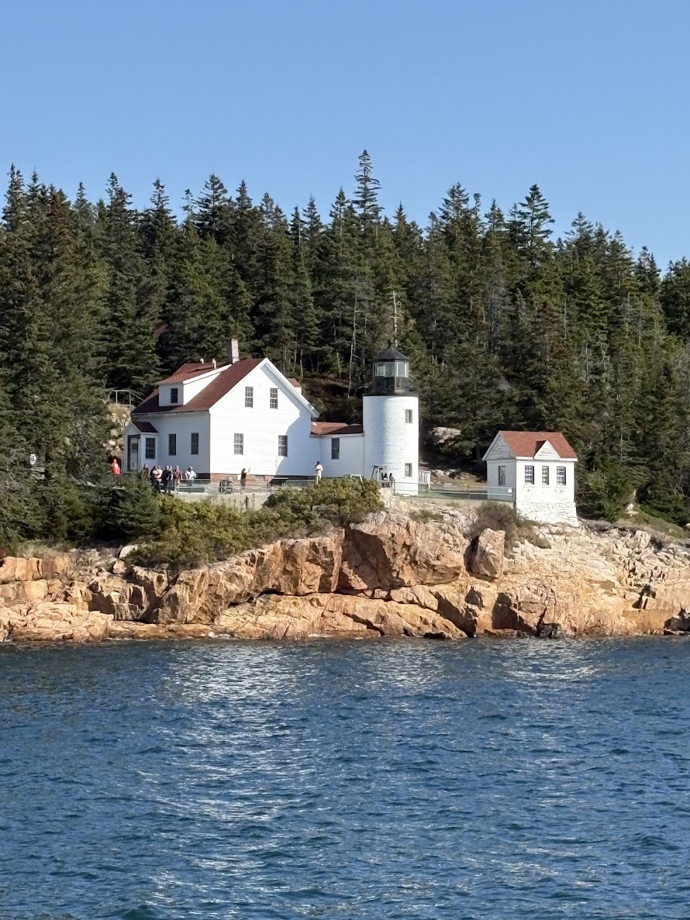 Whale watching tours photo 3