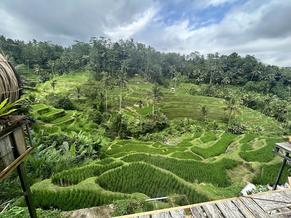 Tegallalang Rice Terraces