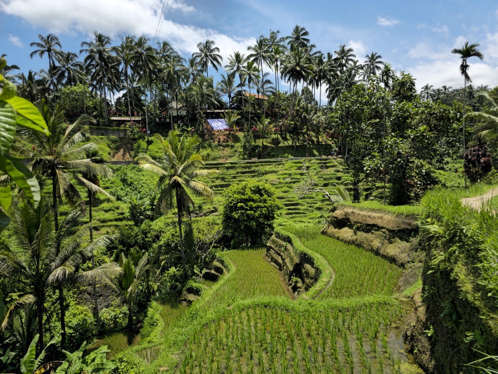 Tegallalang Rice Terraces photo 2