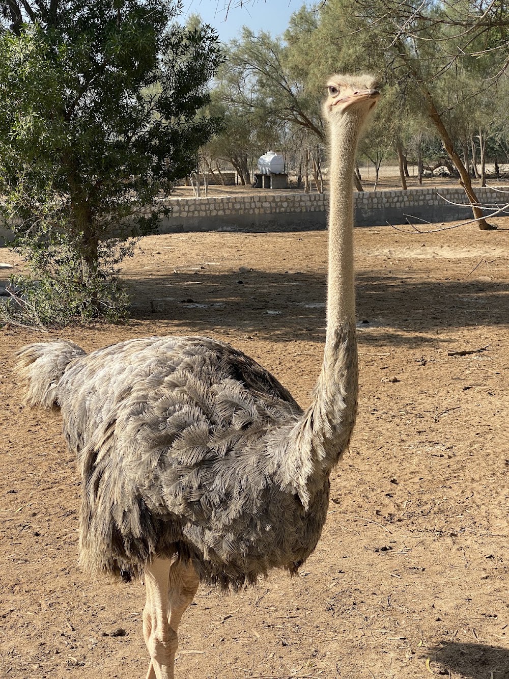 Al Areen Wildlife Park photo 2