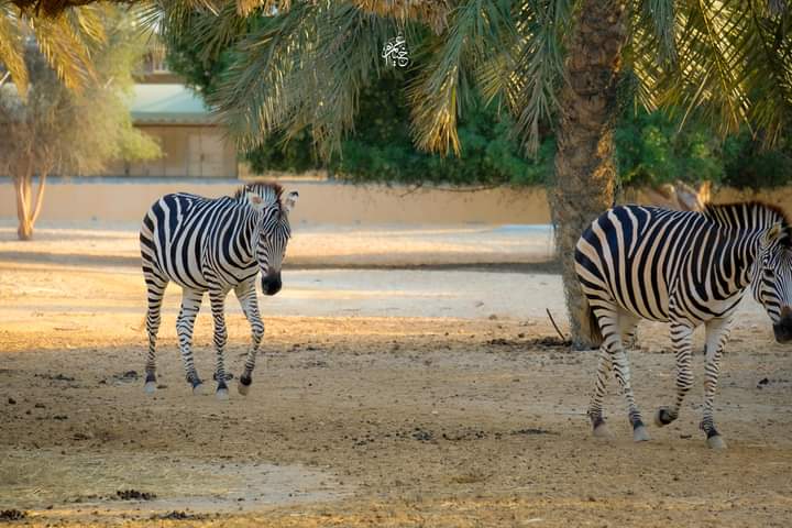 Al Areen Wildlife Park photo 3
