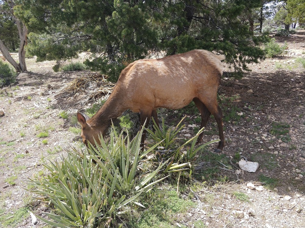 Rim Trail photo 3