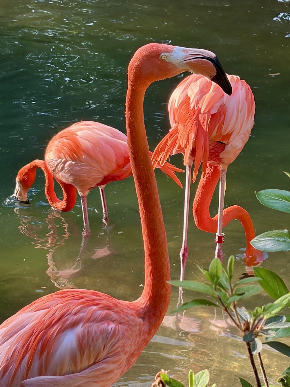 Nashville Zoo at Grassmere photo 3