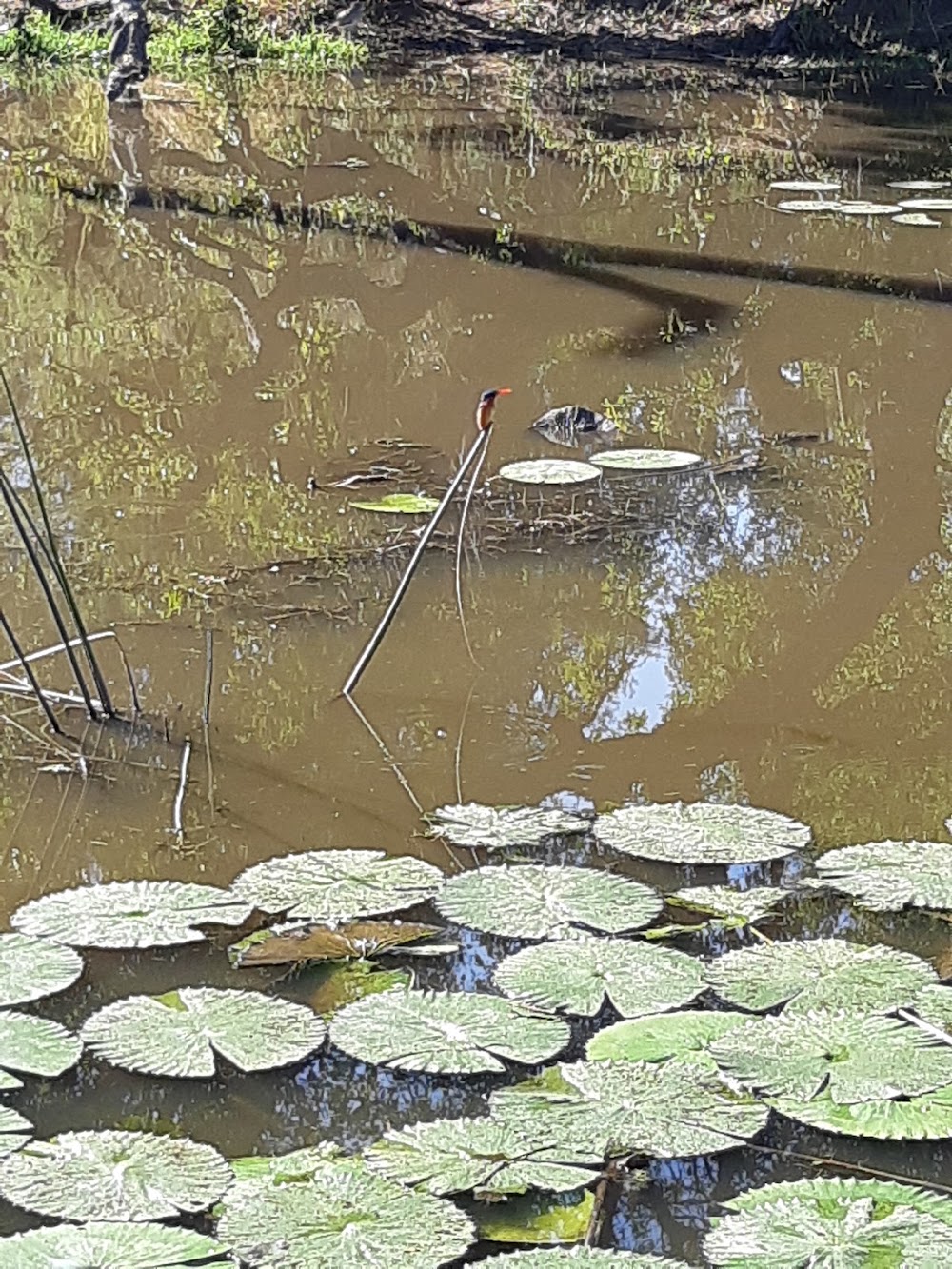 Lake Panic Bird Hide photo 2