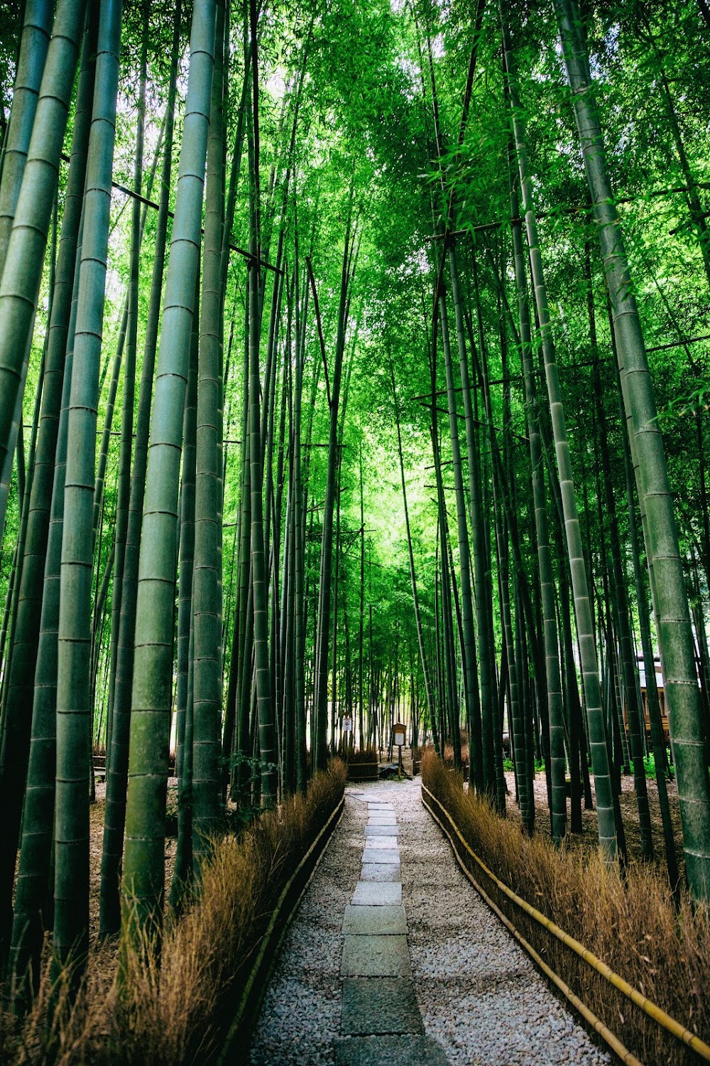 Hokokuji Temple (Bamboo Temple)