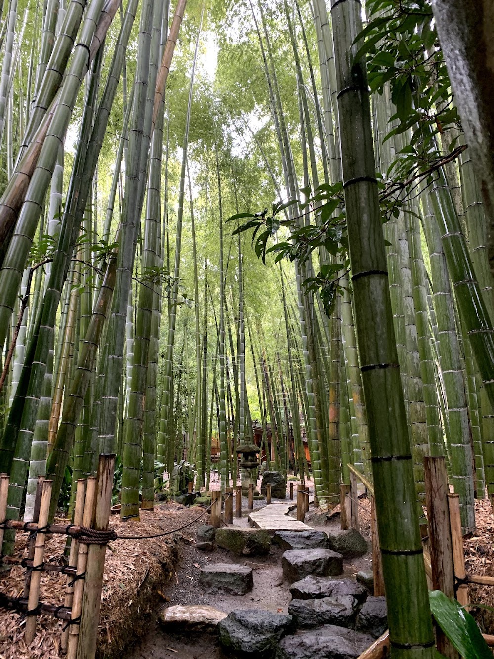Hokokuji Temple (Bamboo Temple) photo 2