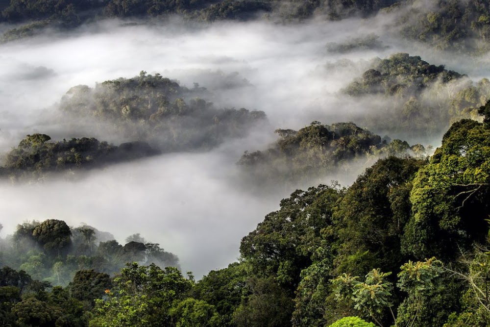 Nyungwe Forest National Park photo 2