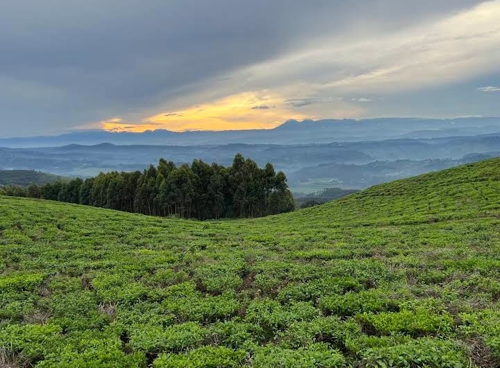 Nyungwe Forest National Park photo 3