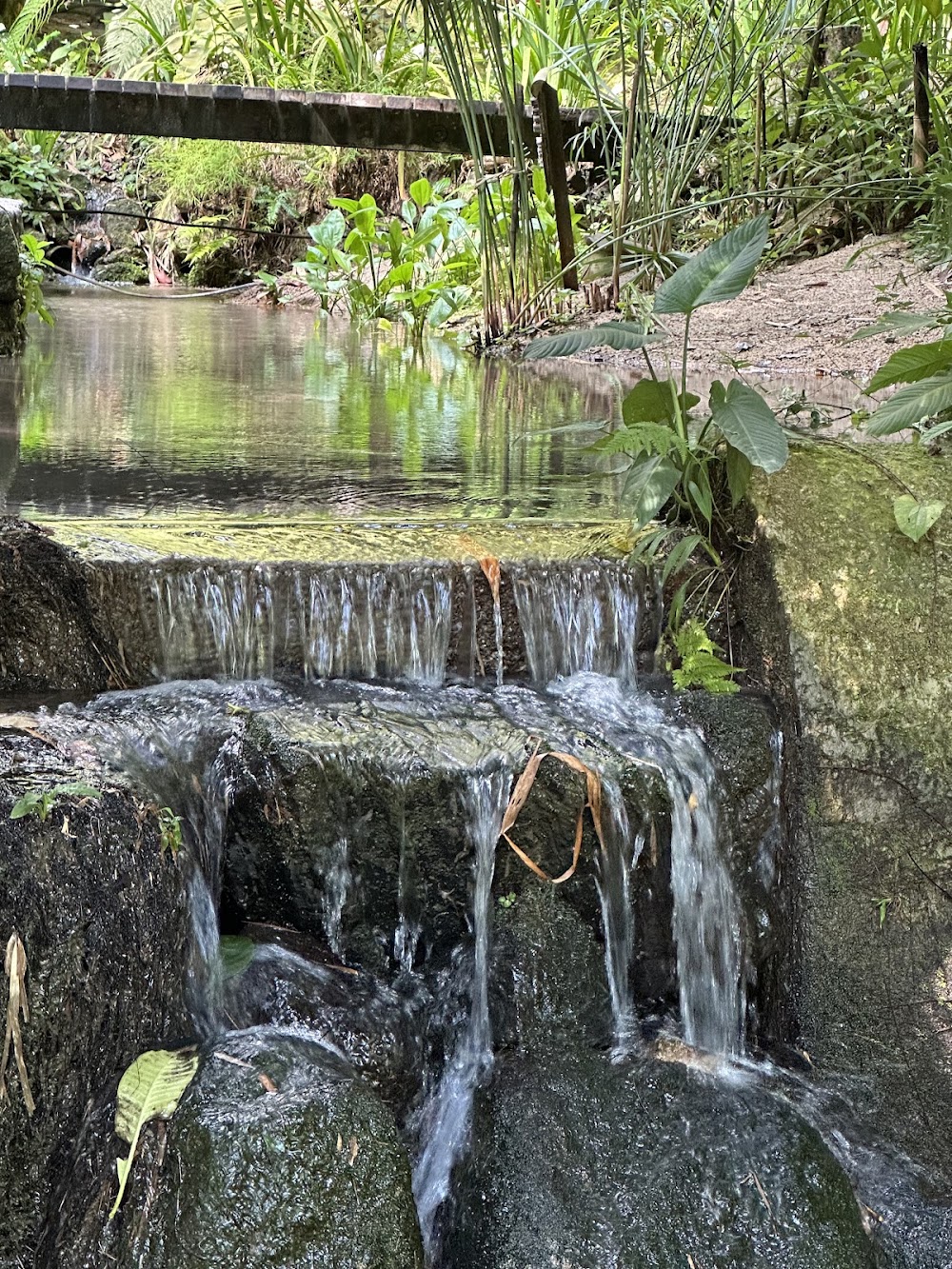 Tropical Spice Garden photo 3