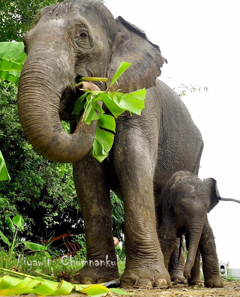 Elephantstay (for elephant experiences)