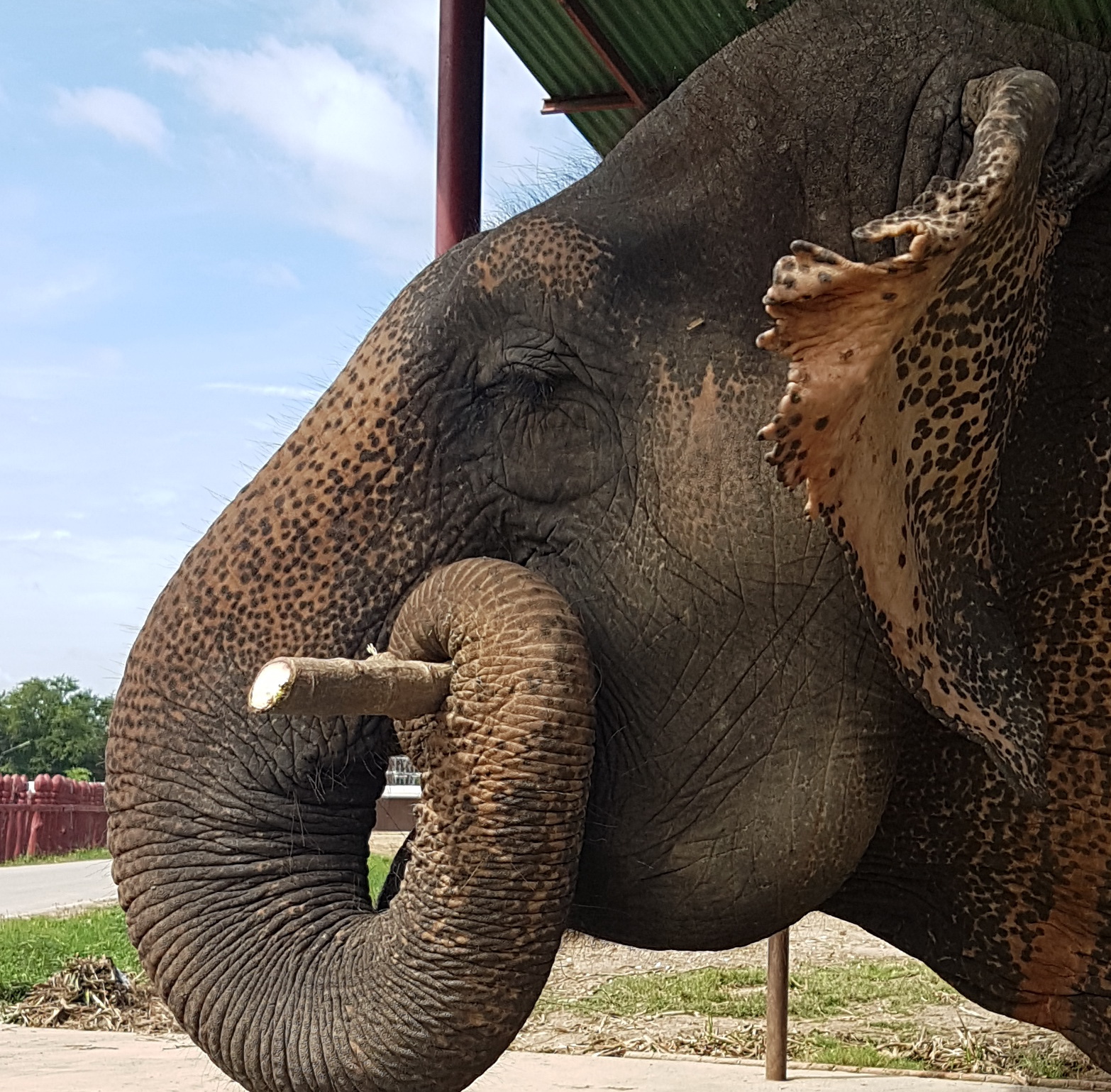 Elephantstay (for elephant experiences) photo 2