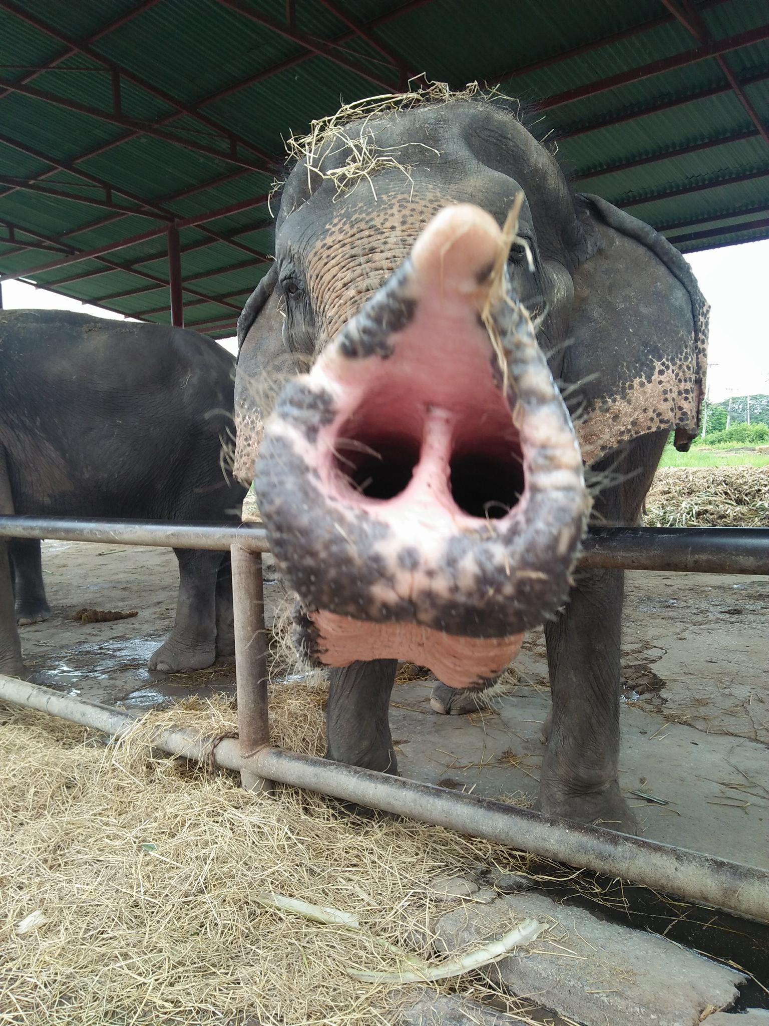 Elephantstay (for elephant experiences) photo 3