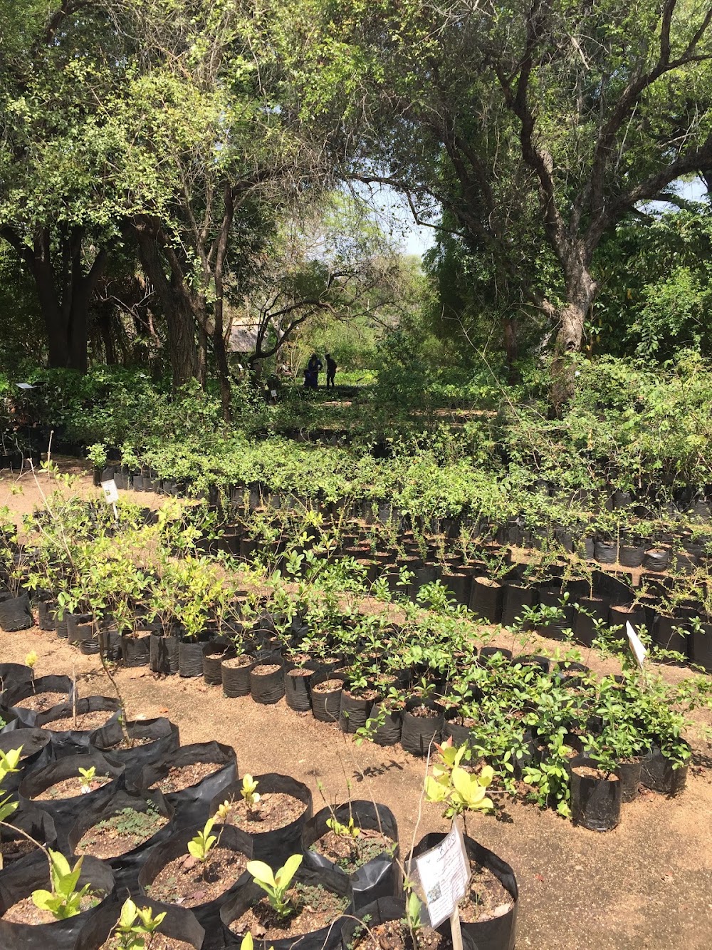 Skukuza Indigenous Plant Nursery