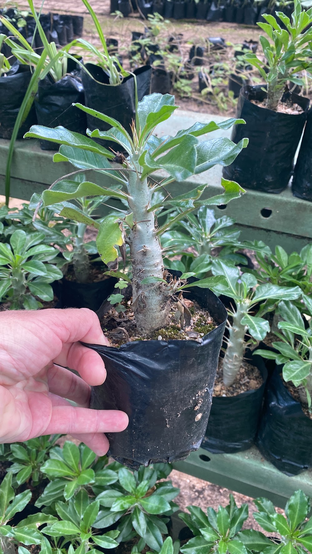 Skukuza Indigenous Plant Nursery photo 3