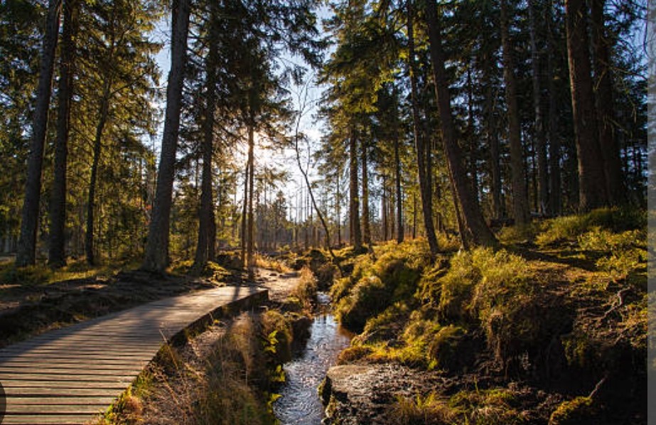 Harz National Park photo 2