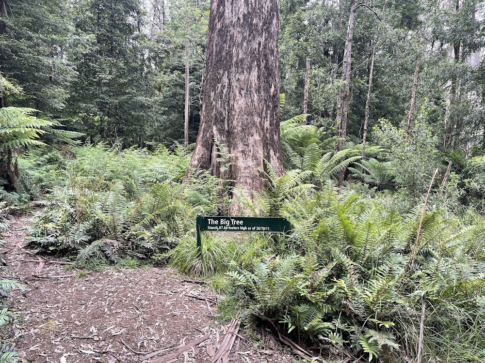 The Big Tree