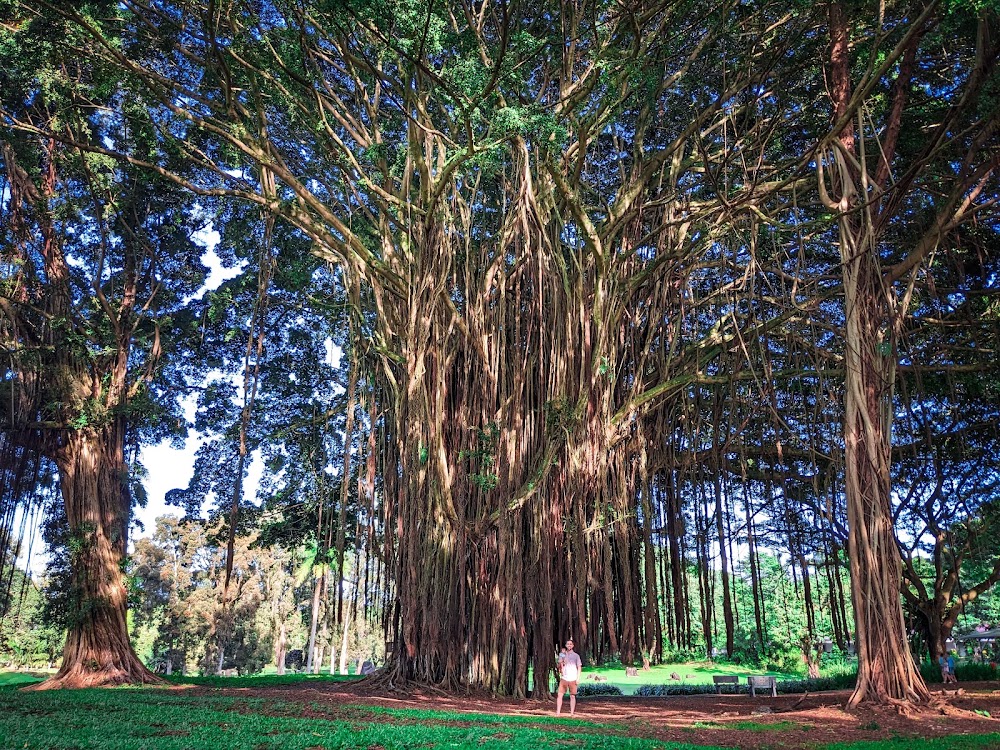 Liliuokalani Park and Gardens photo 3