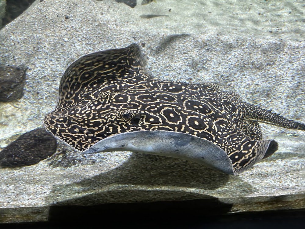 Aquarium Tropical photo 3