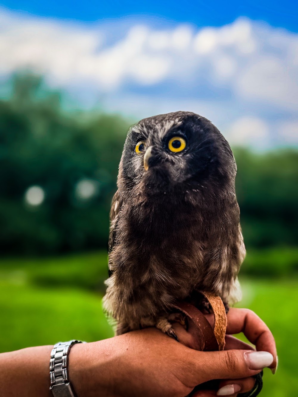 Sunkar Falcon Center