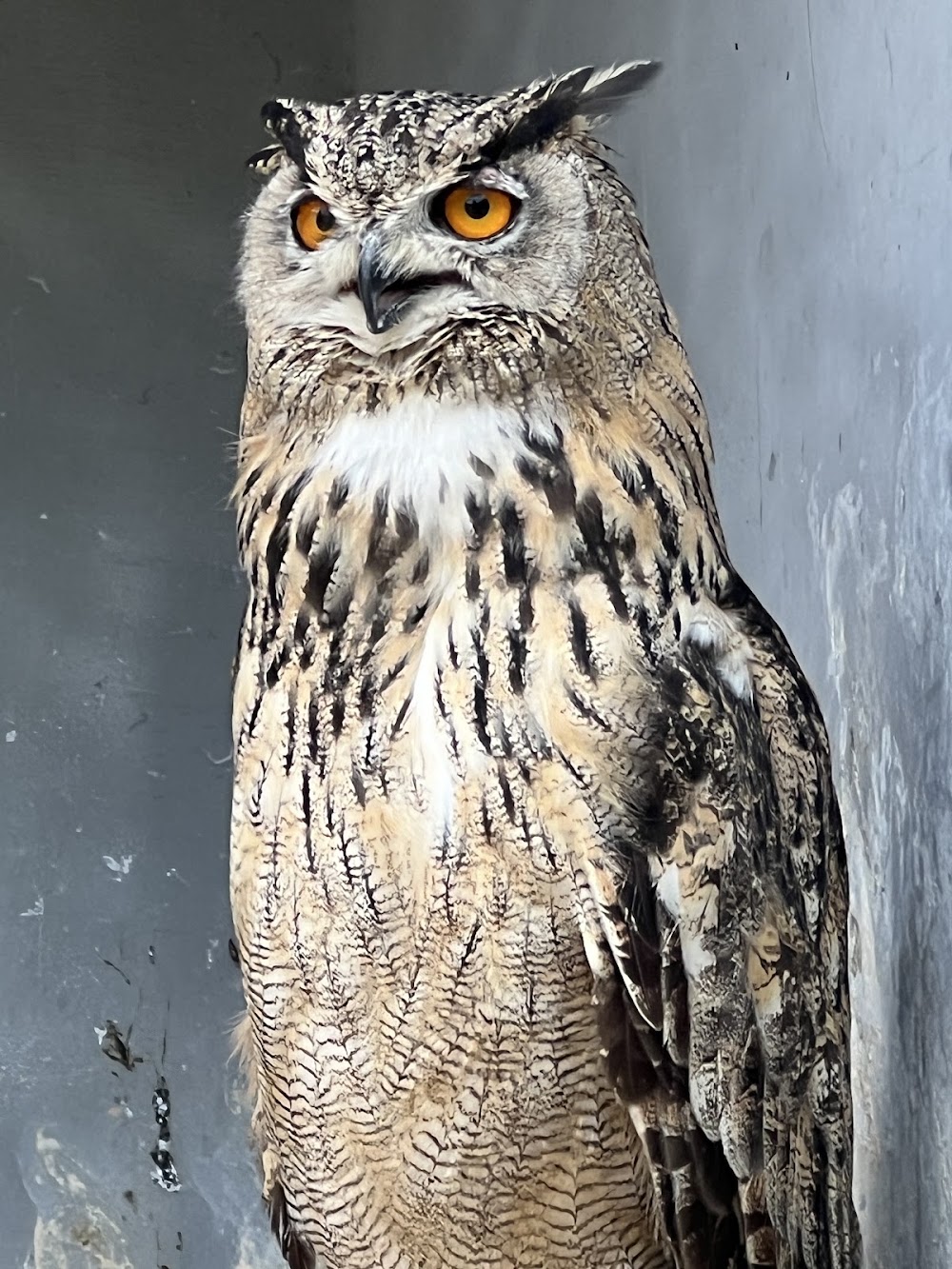 Sunkar Falcon Center photo 3