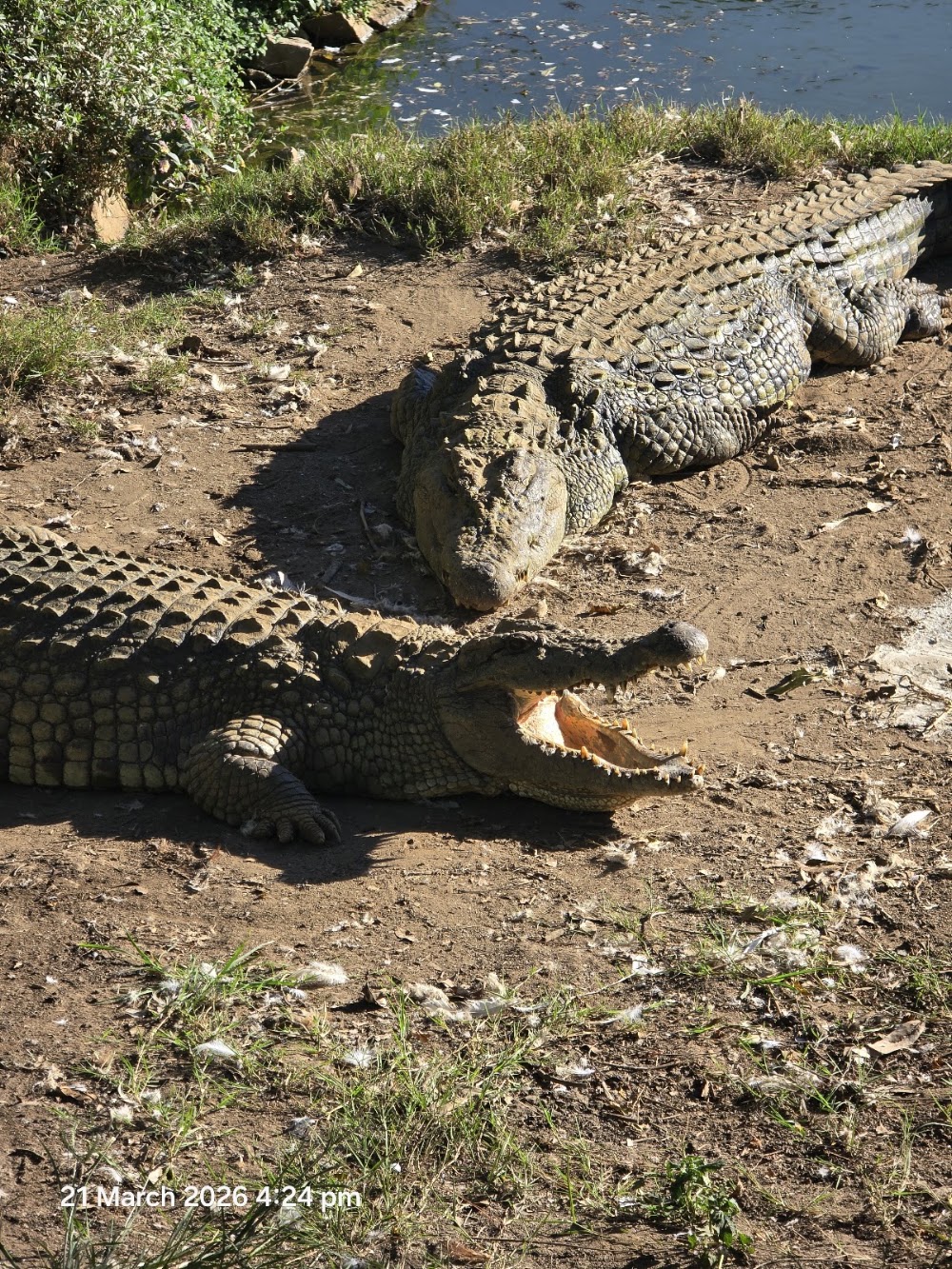 Croc Farm