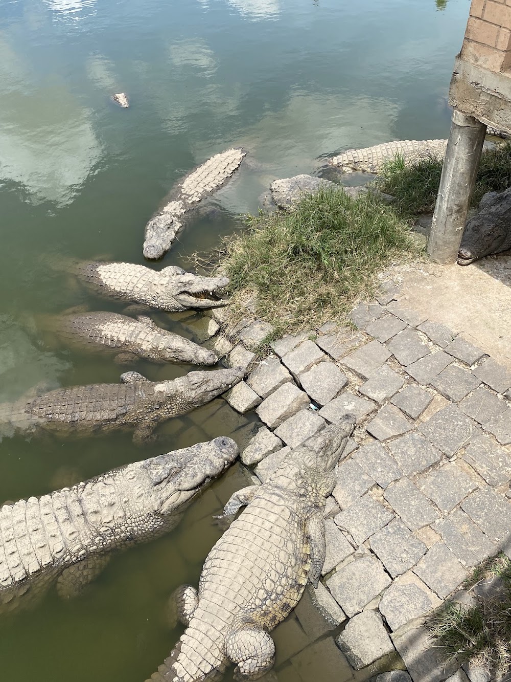 Croc Farm photo 3