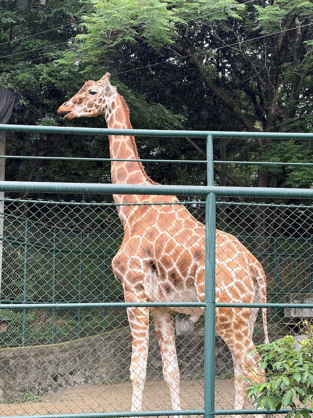 Fukuoka City Zoological Garden photo 2