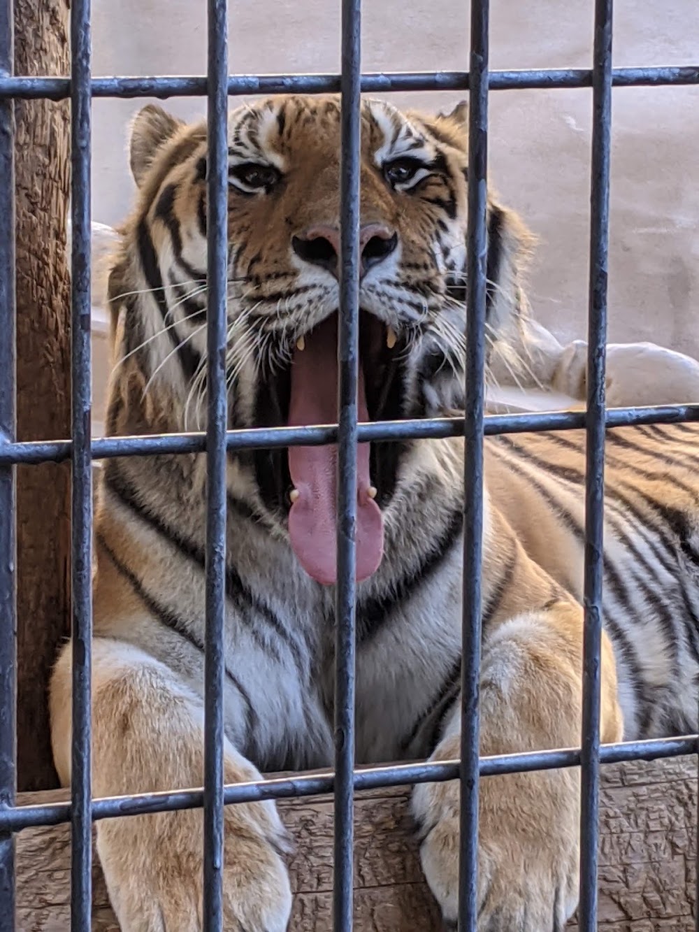 Fukuoka City Zoological Garden photo 3