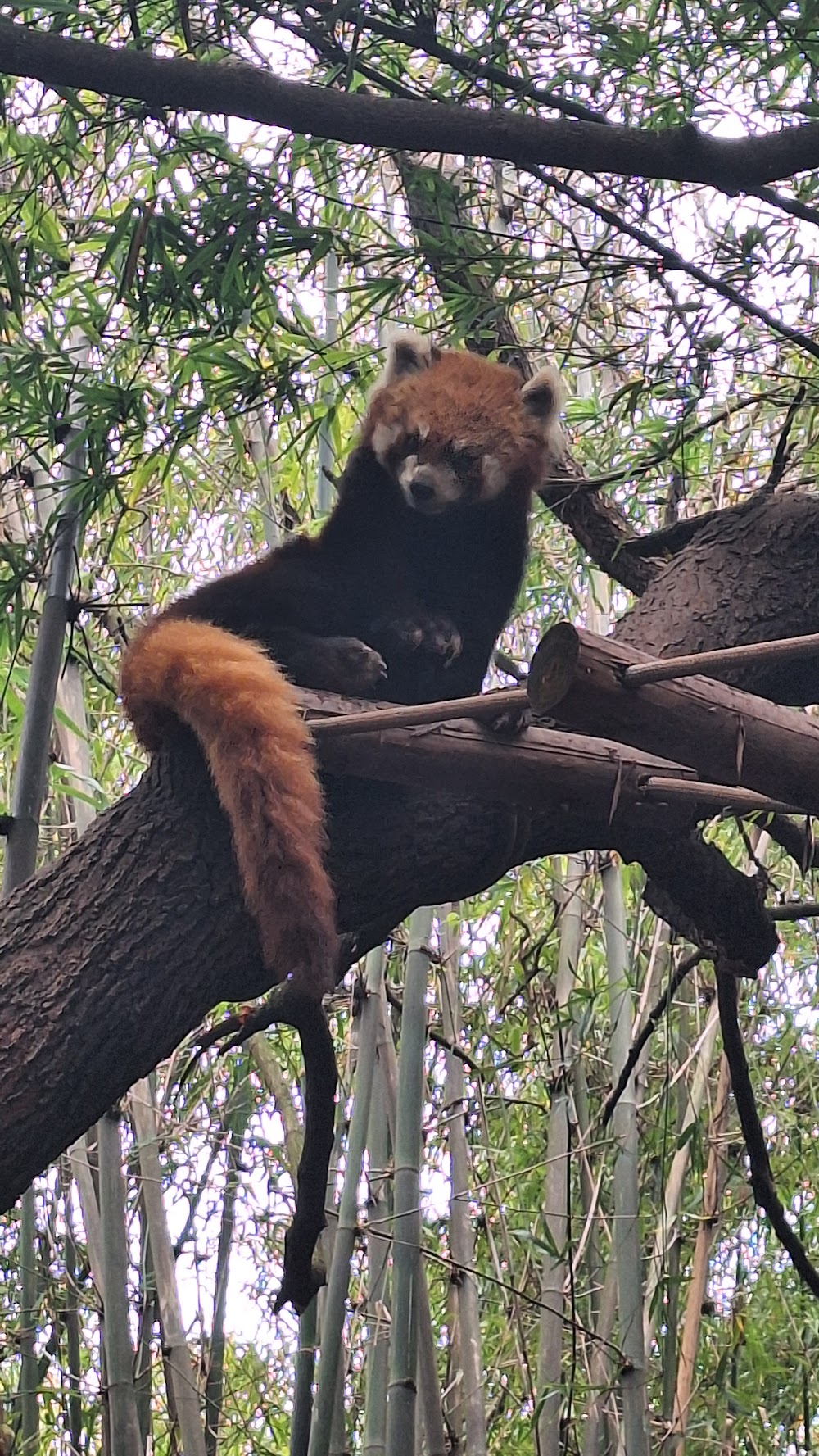 Chengdu Research Base of Giant Panda Breeding photo 3