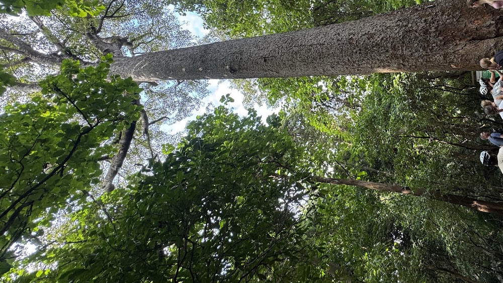 Rau Forest Reserve